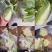冬储大白菜北京3号白菜