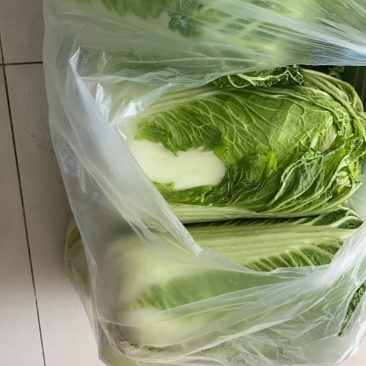 冬储大白菜北京3号白菜