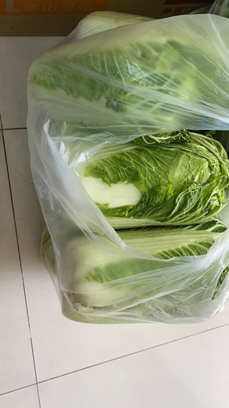 冬储大白菜北京3号白菜