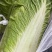 冬储大白菜北京3号白菜