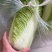 冬储大白菜北京3号白菜