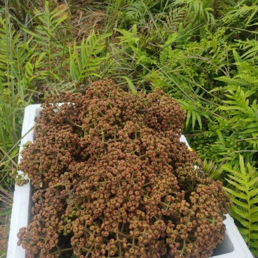 吴茱萸(广西中花吴茱萸，200公斤)
