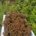 吴茱萸(广西中花吴茱萸，200公斤)