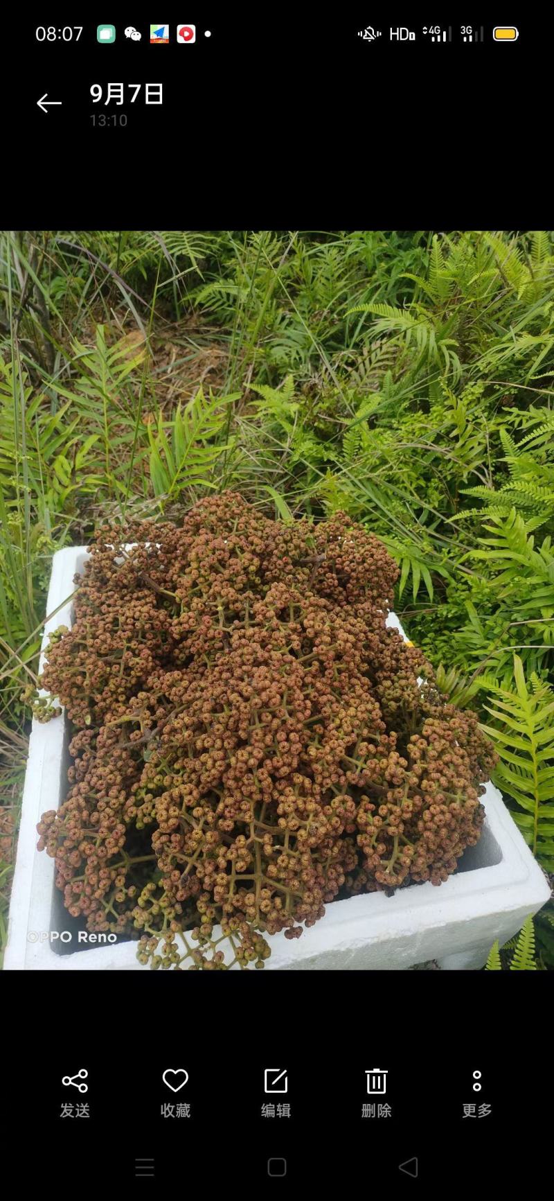 吴茱萸(广西中花吴茱萸，200公斤)