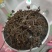 吴茱萸(广西中花吴茱萸，200公斤)