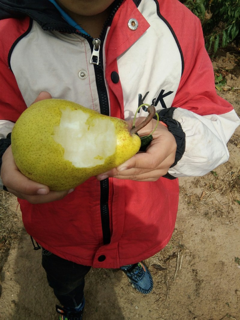 用余早熟油蟠300棵秋彤600棵秋甜800棵