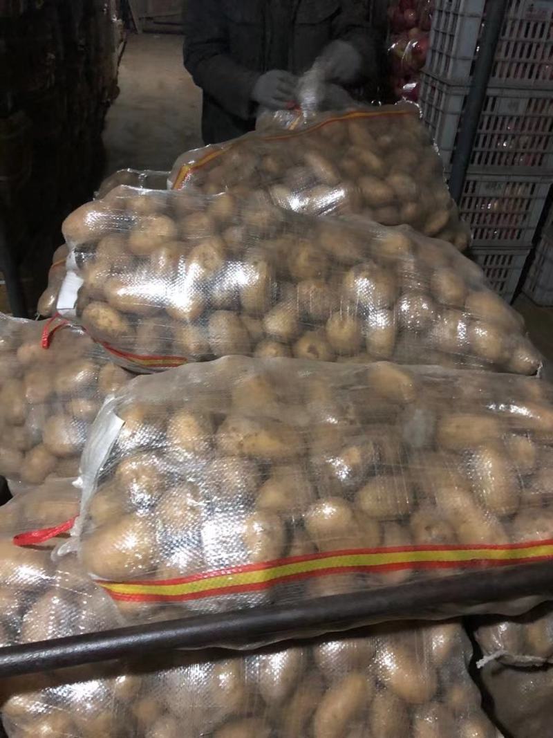 荷兰十五土豆基地批发量大质优3两以上货源充足