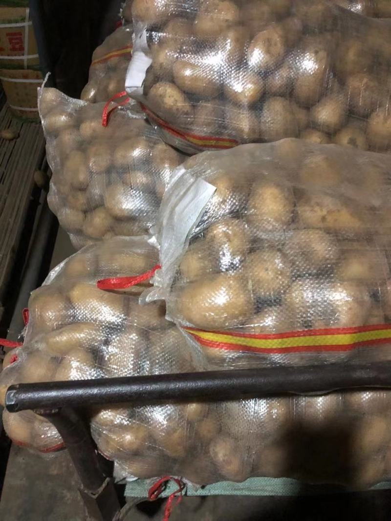 荷兰十五土豆基地批发量大质优3两以上货源充足