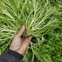 精品苦菊，精品苦菊，精品苦菊，