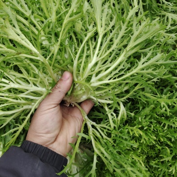 精品苦菊，精品苦菊，精品苦菊，