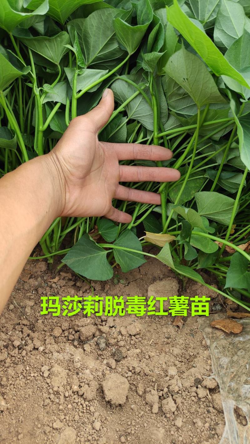 哈密红薯苗冰糖心红薯苗哈蜜红薯苗玛莎莉红薯苗地瓜苗