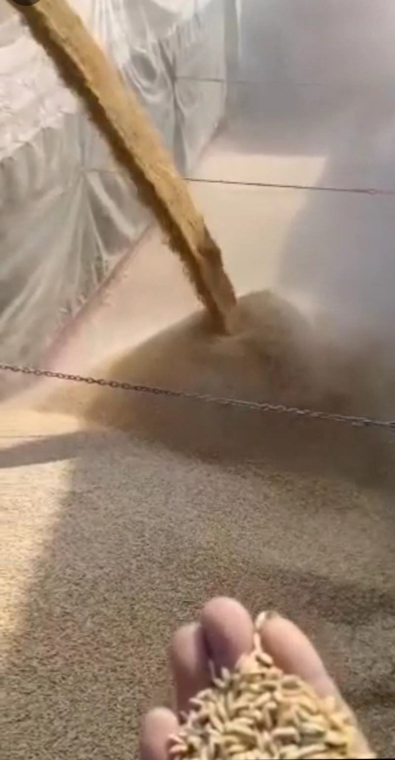 湖北稻谷当季无任何石子杂物精品稻谷颗粒饱满
