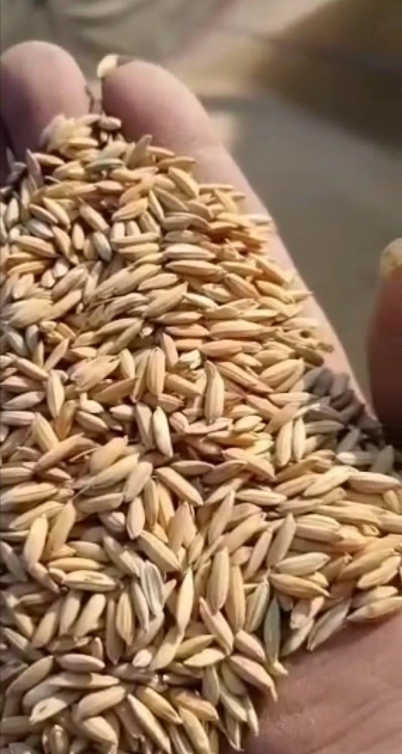 湖北稻谷当季无任何石子杂物精品稻谷颗粒饱满