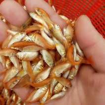 红鲤鱼苗，鱼场直供，足量发货