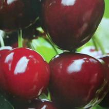 樱桃苗车厘子苗:俄罗斯八号、美早，黑珍珠，果大含糖高。