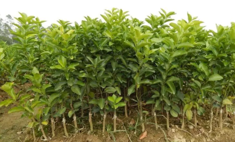 一片沙糖桔果园,果树整齐排列,果农正在田间检查果实成熟情况 沙糖桔果园中的果树