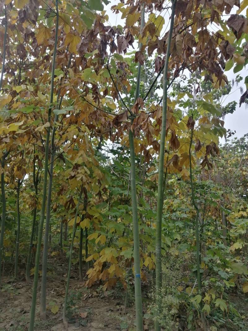青桐8公分青桐9公分青桐10公分青桐价格美丽量大从优