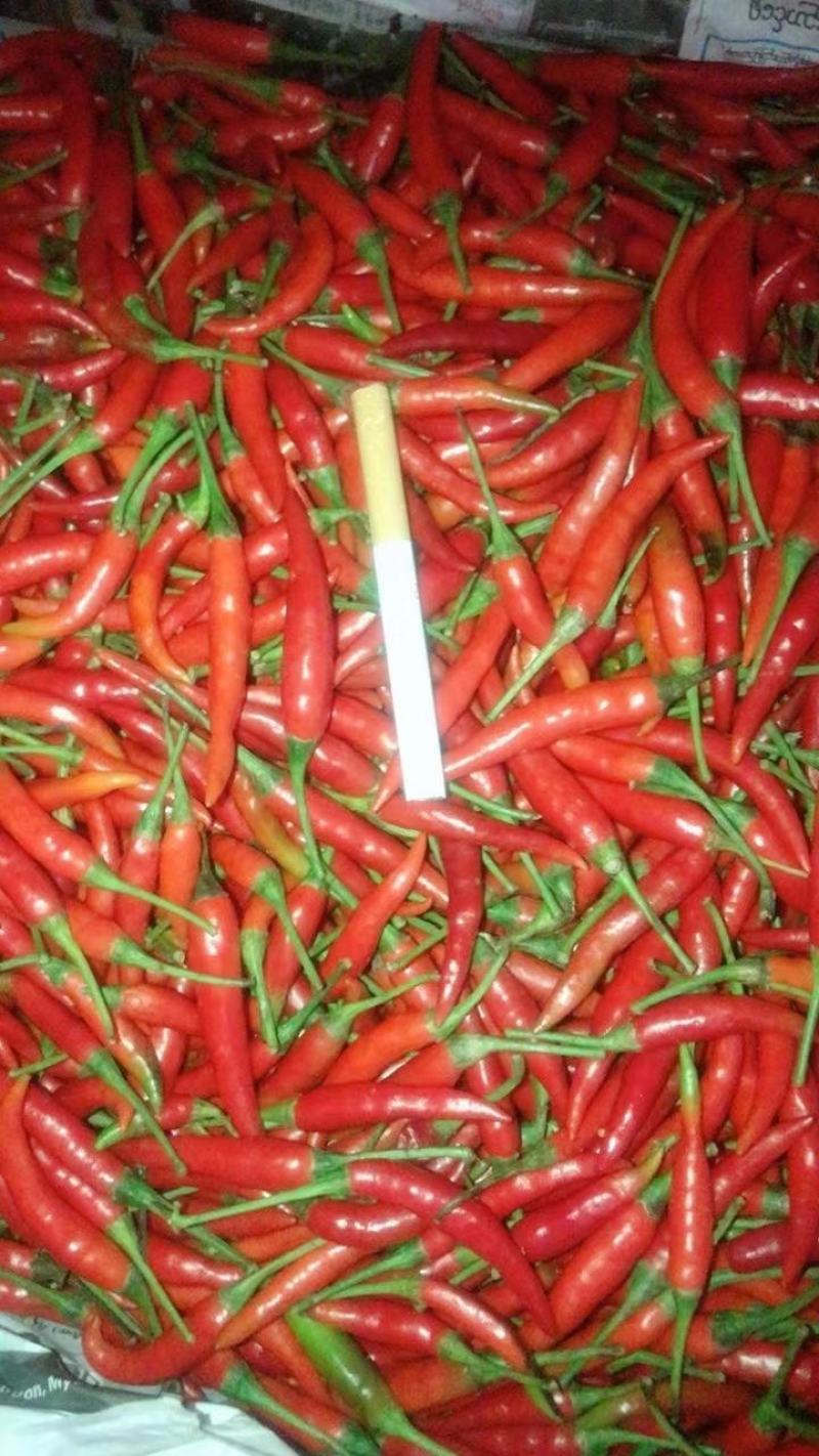精品小米辣，产地直供，现在大量上市中，价格美丽，