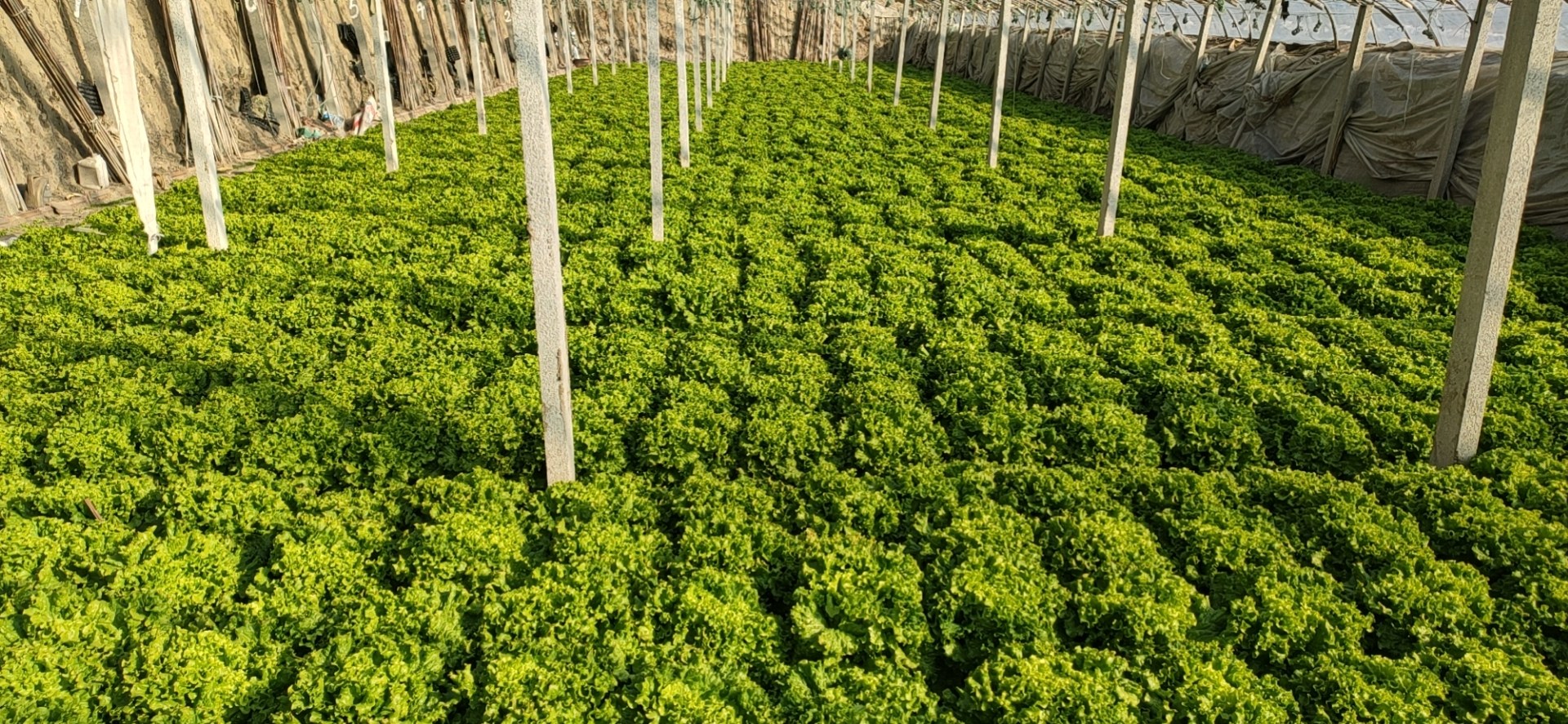 蒸好的生菜菜团子成品展示