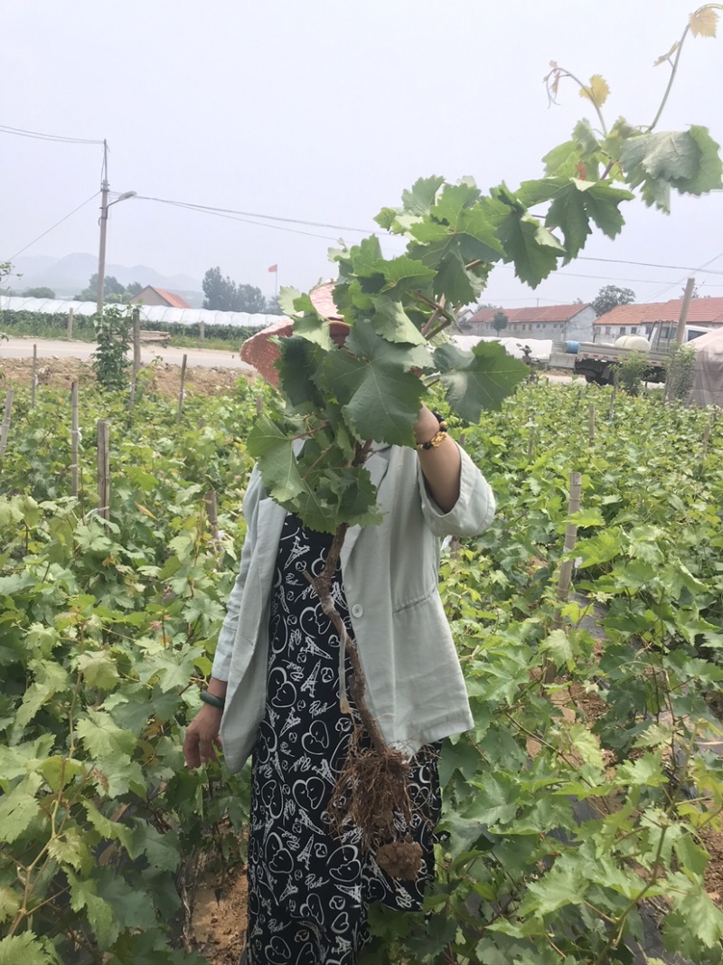 嫁接葡萄苗中国红玫瑰葡萄苗高产葡萄苗新品种葡萄苗