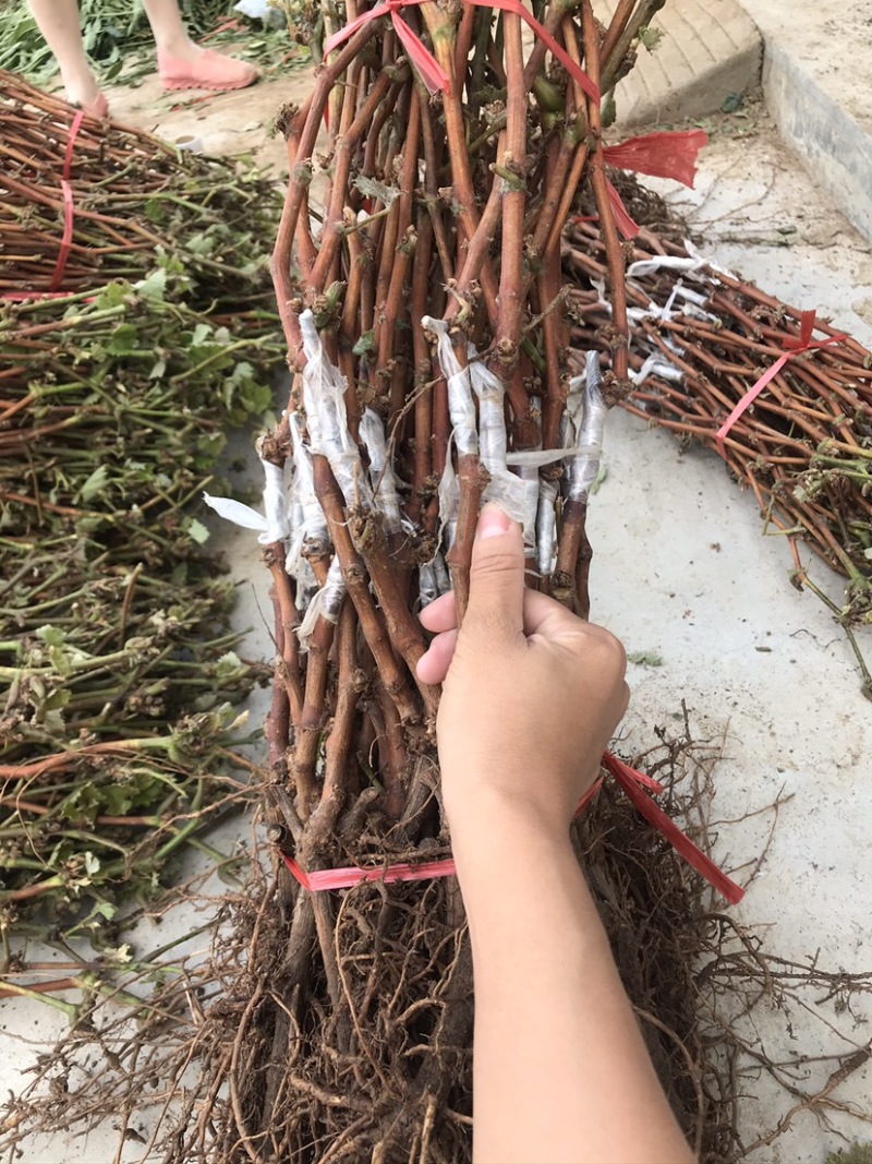 嫁接葡萄苗中国红玫瑰葡萄苗高产葡萄苗新品种葡萄苗