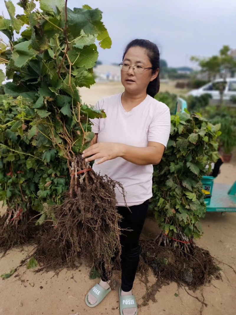 嫁接葡萄苗中国红玫瑰葡萄苗高产葡萄苗新品种葡萄苗