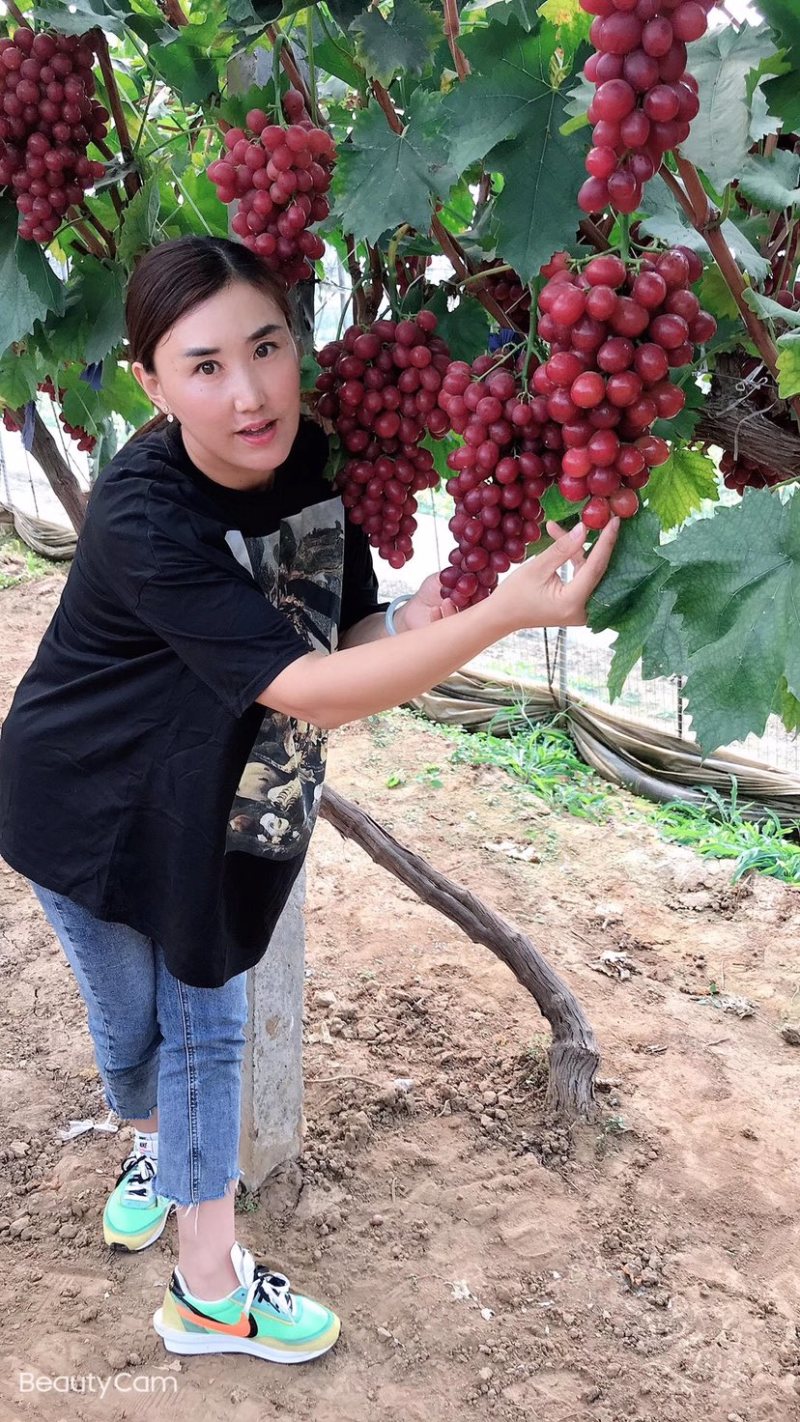 嫁接葡萄苗中国红玫瑰葡萄苗高产葡萄苗新品种葡萄苗