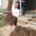 嫁接葡萄苗中国红玫瑰葡萄苗高产葡萄苗新品种葡萄苗