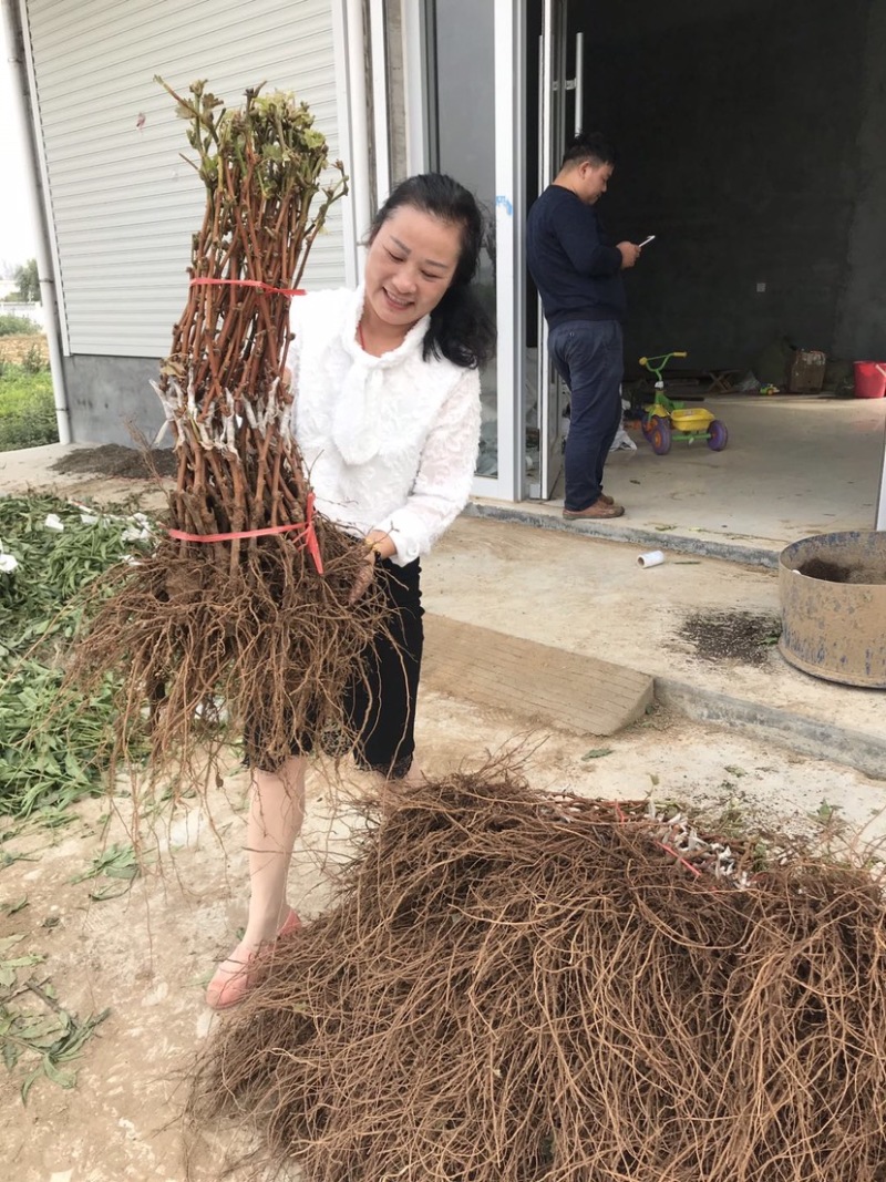 嫁接葡萄苗中国红玫瑰葡萄苗高产葡萄苗新品种葡萄苗