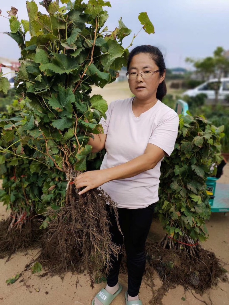 嫁接葡萄苗中国红玫瑰葡萄苗高产葡萄苗新品种葡萄苗