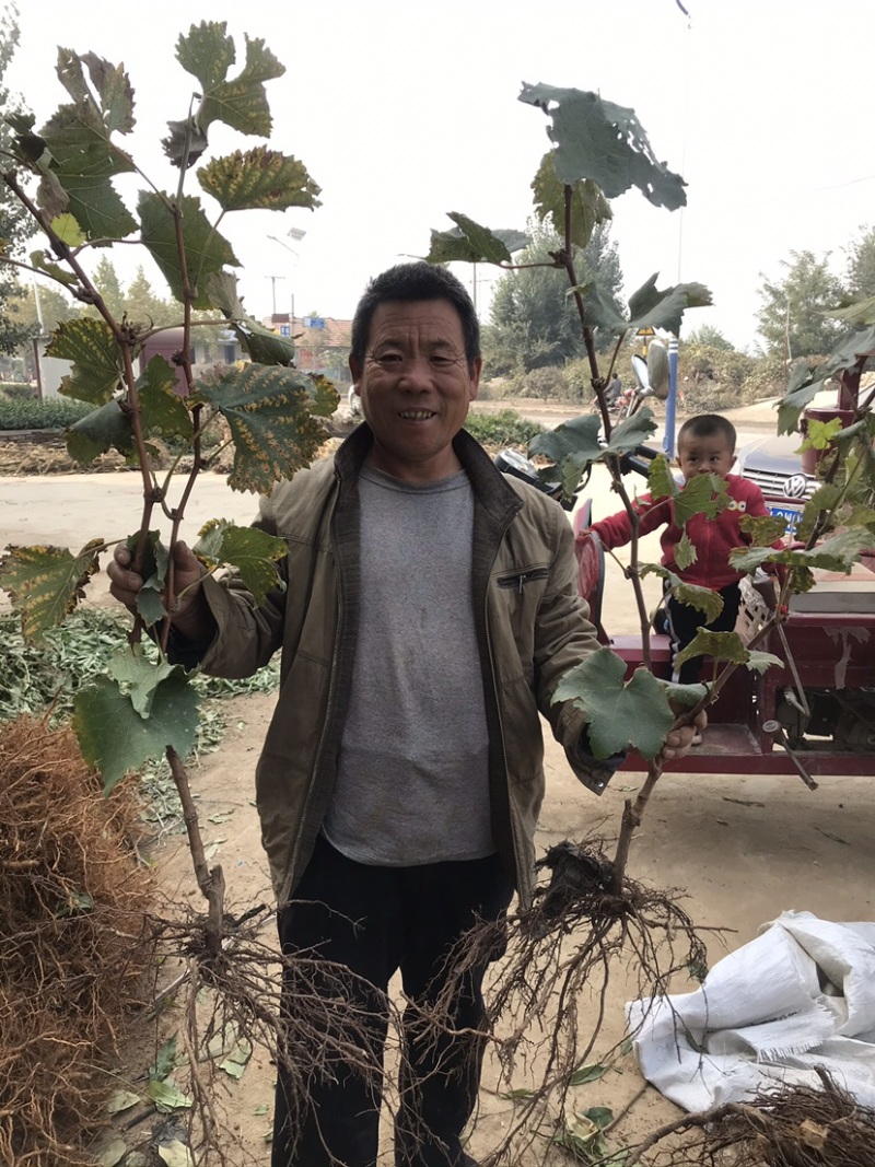 嫁接葡萄苗中国红玫瑰葡萄苗高产葡萄苗新品种葡萄苗