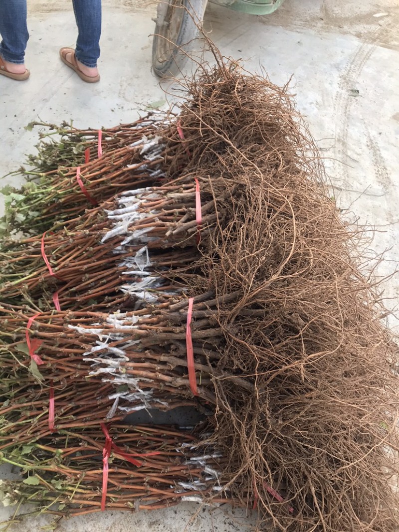 嫁接葡萄苗中国红玫瑰葡萄苗高产葡萄苗新品种葡萄苗