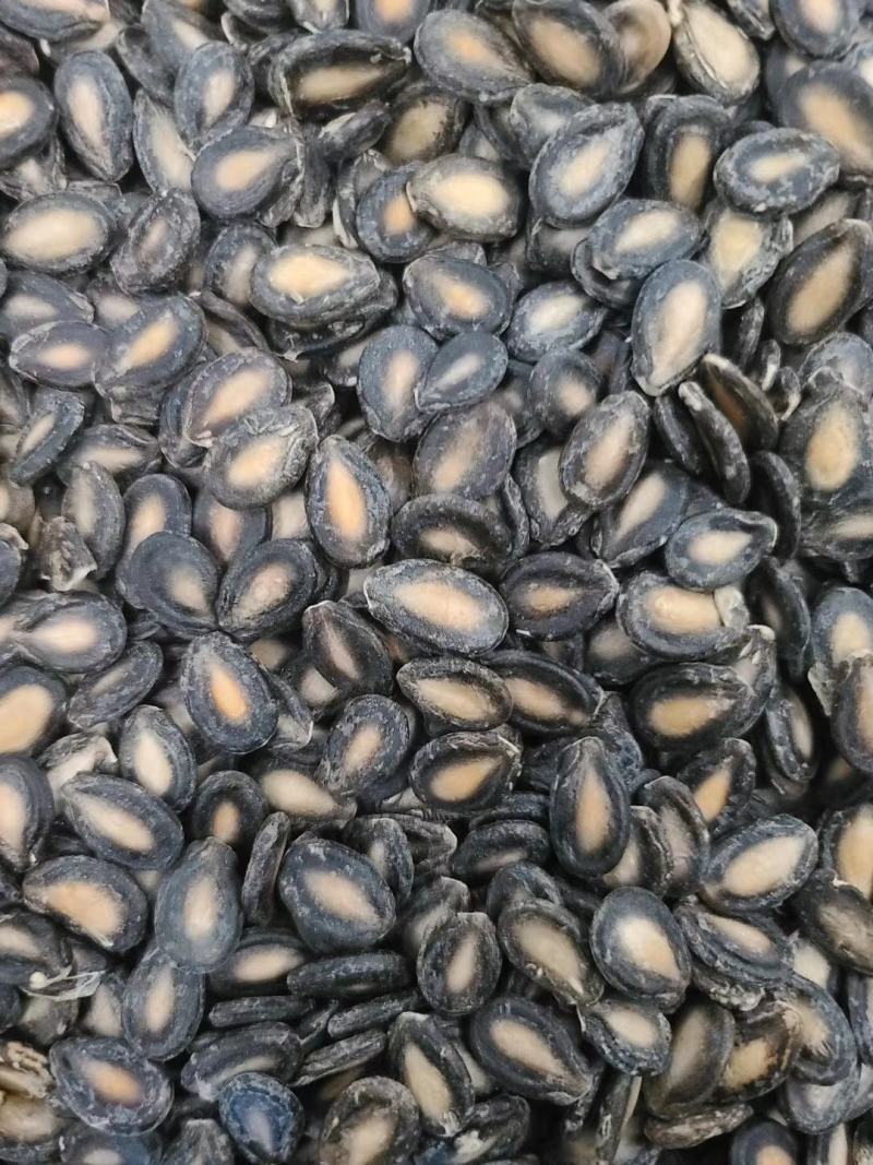 大板瓜子批发黑瓜子产地西瓜子种植户黑瓜子装车发货