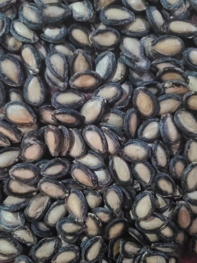 大板瓜子批发黑瓜子产地西瓜子种植户黑瓜子装车发货