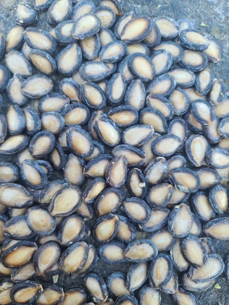 大板瓜子批发黑瓜子产地西瓜子种植户黑瓜子装车发货