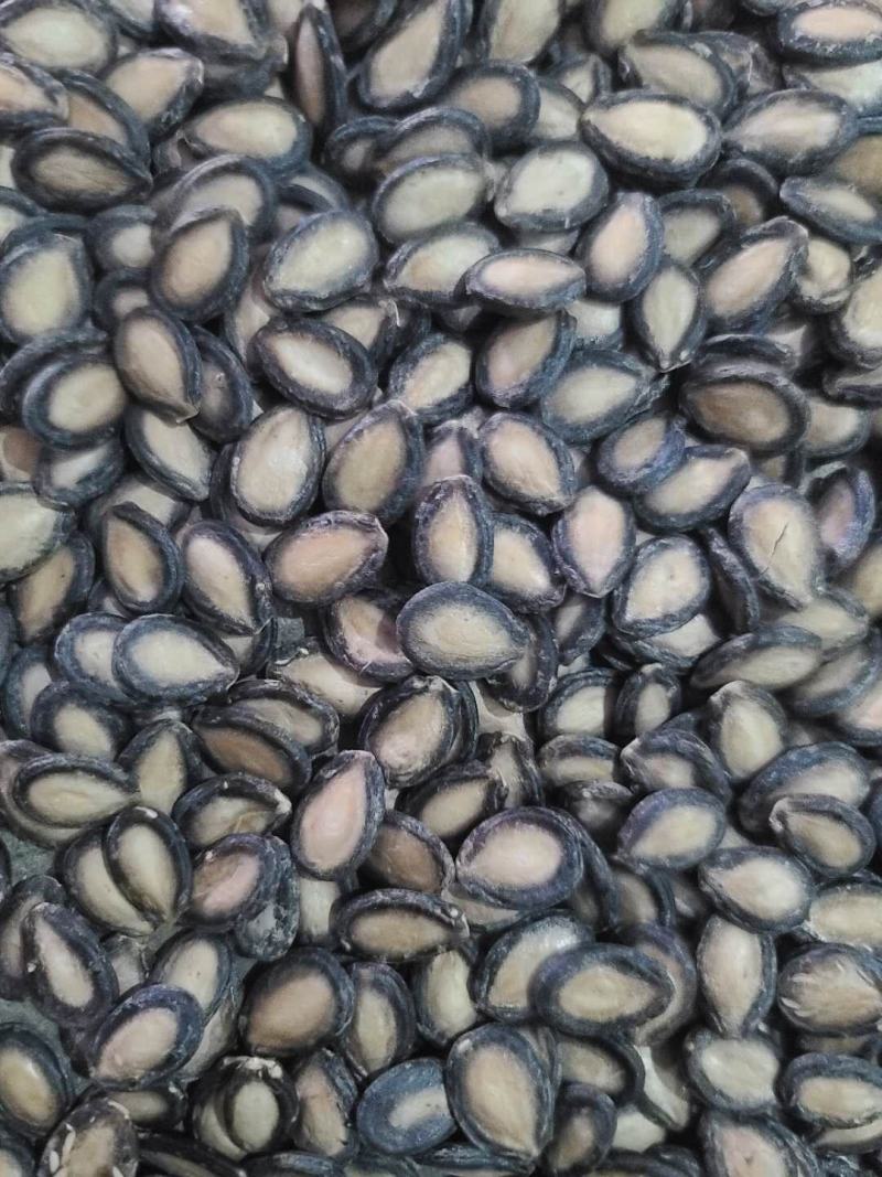 大板瓜子批发黑瓜子产地西瓜子种植户黑瓜子装车发货