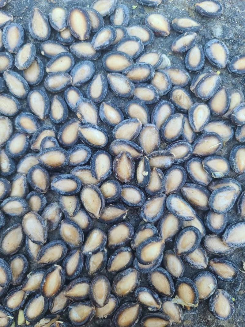 大板瓜子批发黑瓜子产地西瓜子种植户黑瓜子装车发货