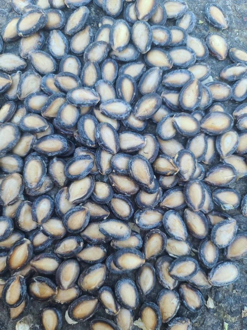 大板瓜子批发黑瓜子产地西瓜子种植户黑瓜子装车发货