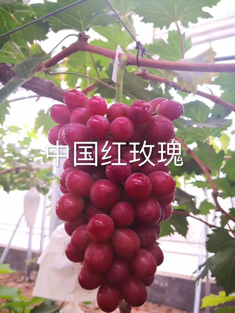 嫁接葡萄苗中国红玫瑰葡萄苗高产葡萄苗新品种葡萄苗