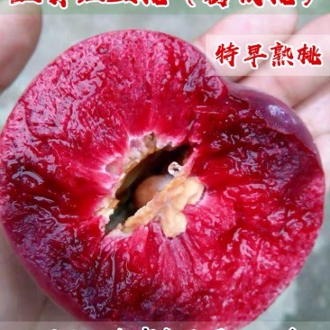 桃树苗五月红肉桃王早熟新品种5月成熟最大800克