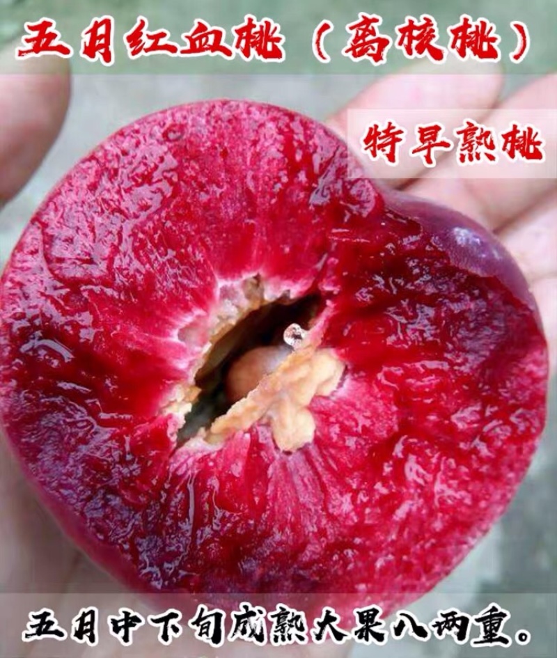 桃树苗五月红肉桃王早熟新品种5月成熟最大800克