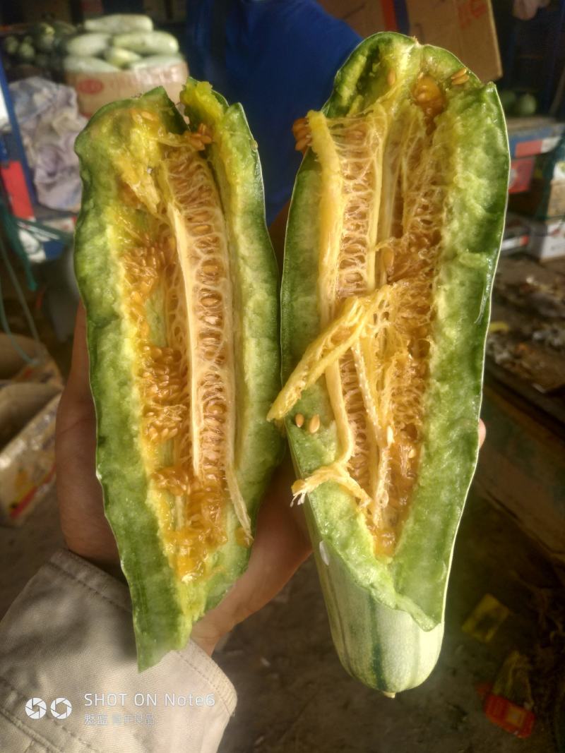 河北羊角蜜博洋61甜瓜大量供应全国接单微商电商代理