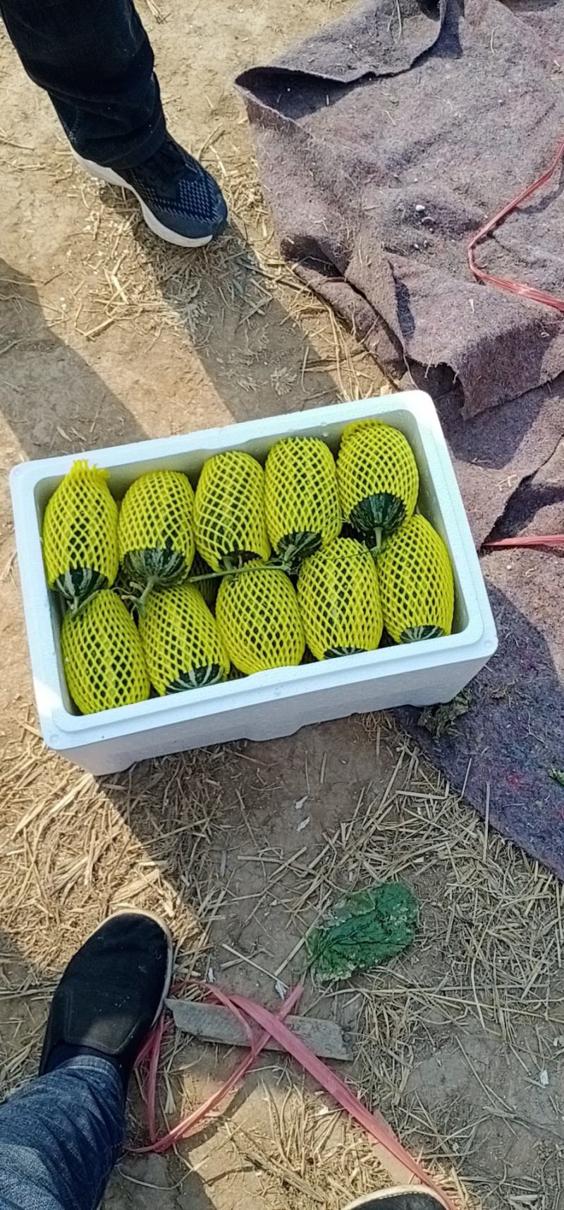 【推荐】河北甜瓜博洋基地一手货源商超电商全国接单