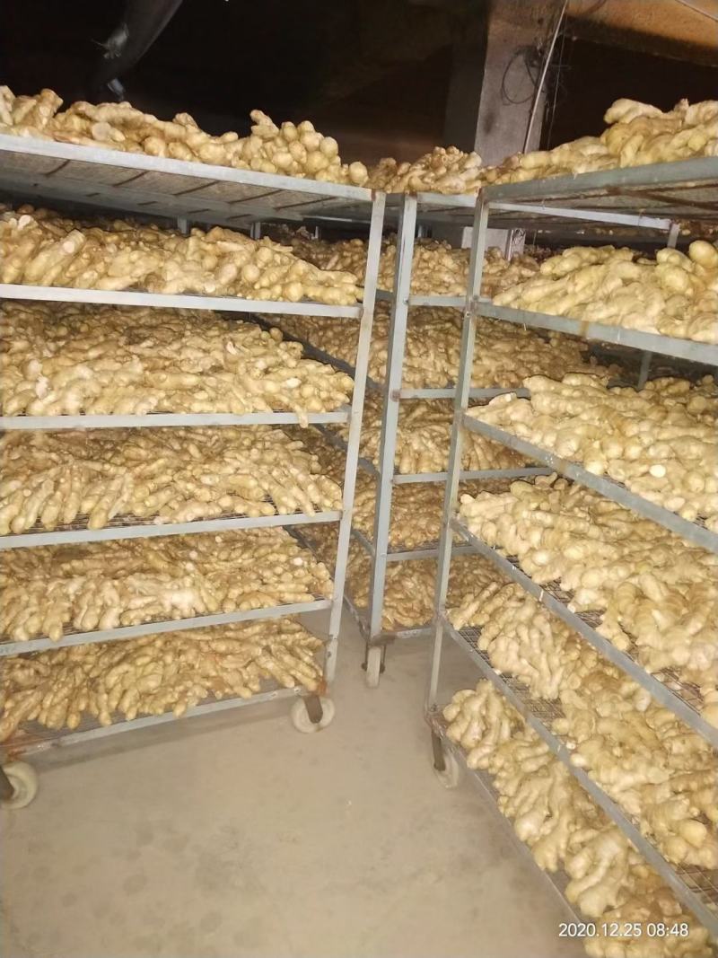【拼实力】精品大黄姜基地直销质量保证可以视频看货
