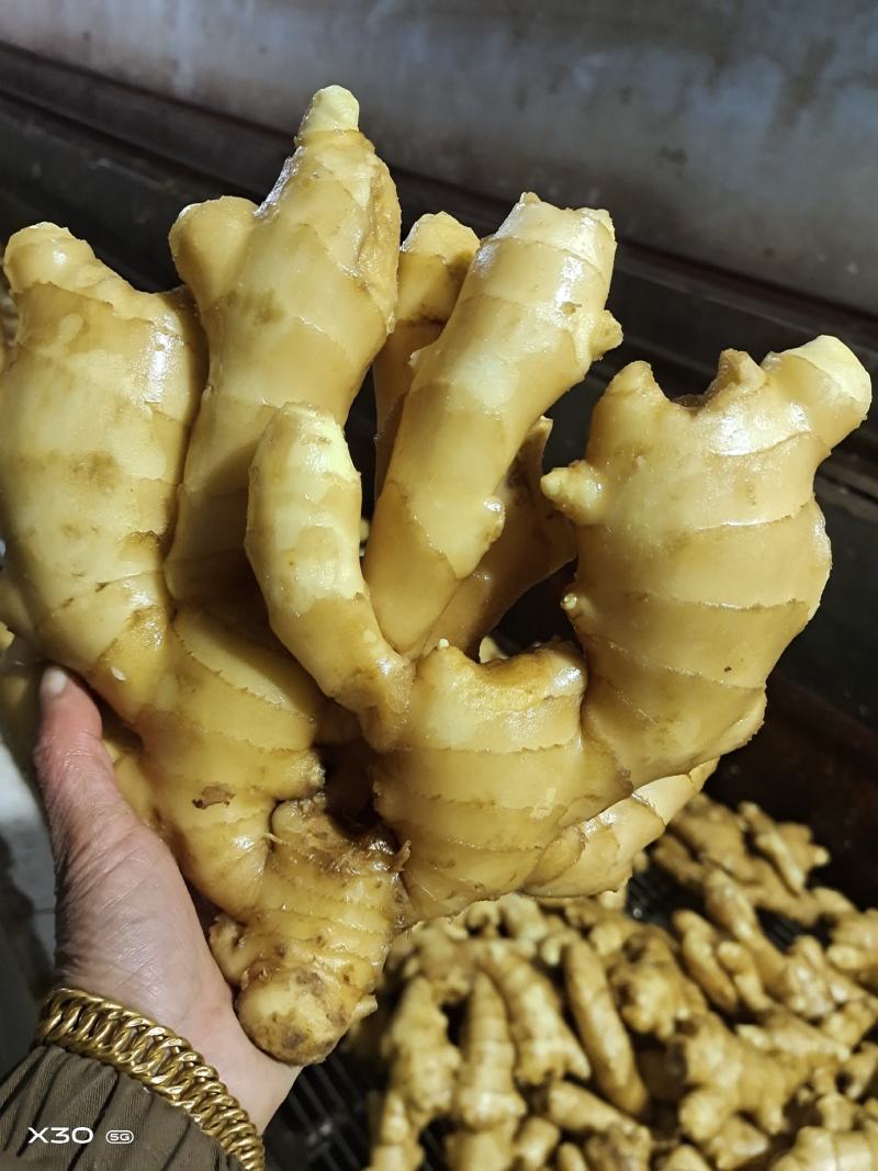 【拼实力】精品大黄姜基地直销质量保证可以视频看货