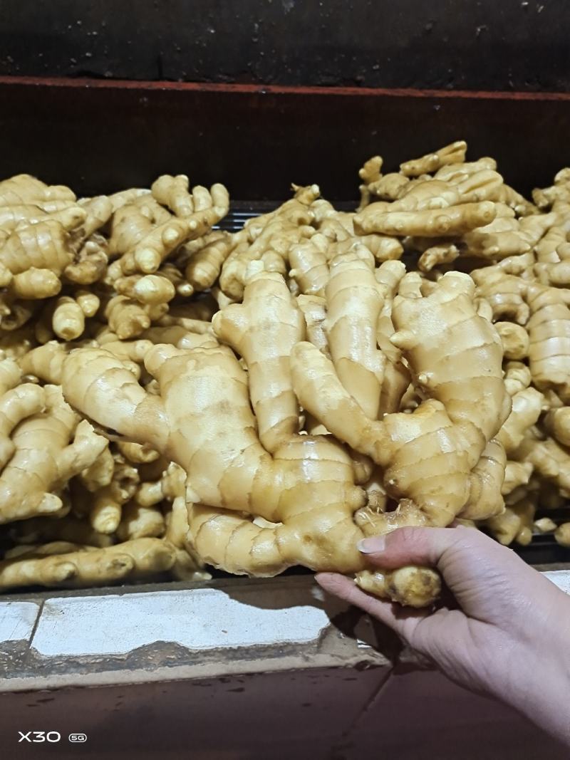 姜种产地行情！品种齐全！大黄姜，小黄姜，二黄姜等全国发货