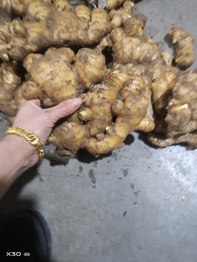 姜种产地行情！品种齐全！大黄姜，小黄姜，二黄姜等全国发货