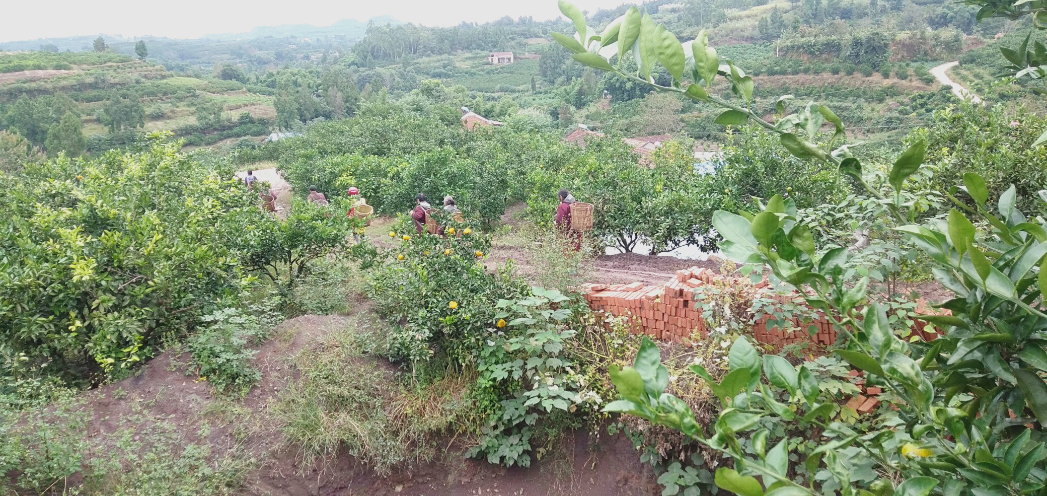 柑桔果园修剪现场图