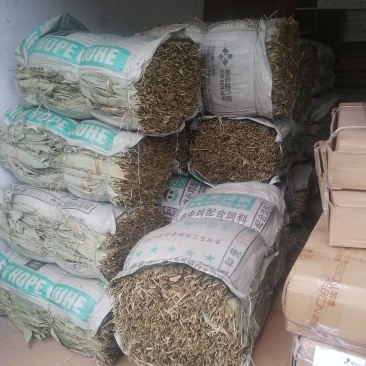 浙江开化高山野生粽叶，对接全国发货，质量保证，欢迎联系