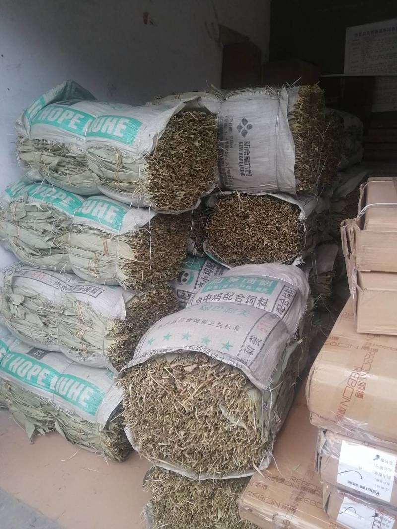 浙江开化高山野生粽叶，对接全国发货，质量保证，欢迎联系
